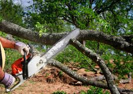 Why Choose Our Tree Removal Services in Ralls, TX?